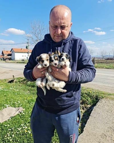 Dogilike.com :: ١عѢҹҡ 1,000  ʹ 20 !