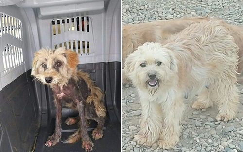 Dogilike.com :: ١عѢҹҡ 1,000  ʹ 20 !