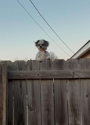 Dogilike.com :: áѹش! ٻش ٺʧͺټ餹