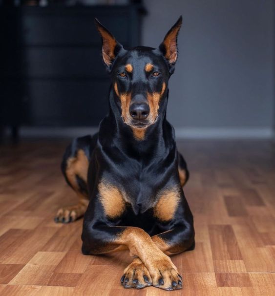 Dogilike.com :: 7 ¾ѹعѢմش֡ Ѻŷ