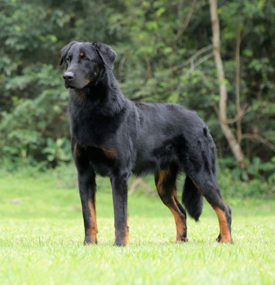 Dogilike.com :: 7 ¾ѹعѢմش֡ Ѻŷ