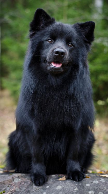 Dogilike.com :: 7 ¾ѹعѢմش֡ Ѻŷ
