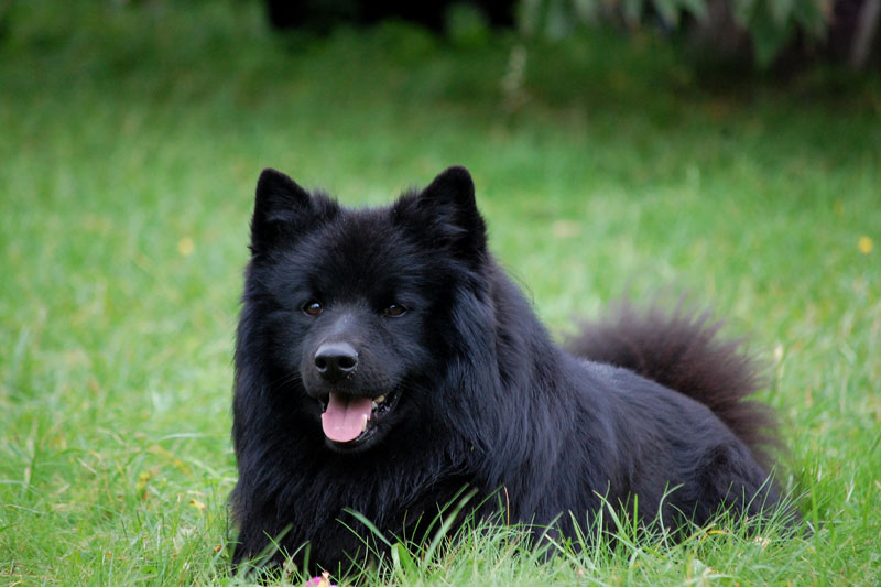 Dogilike.com :: 7 ¾ѹعѢմش֡ Ѻŷ