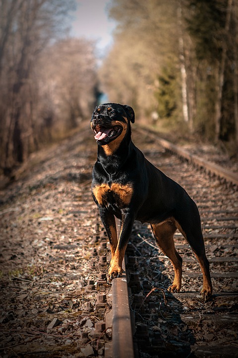 Dogilike.com :: 7 ¾ѹعѢմش֡ Ѻŷ