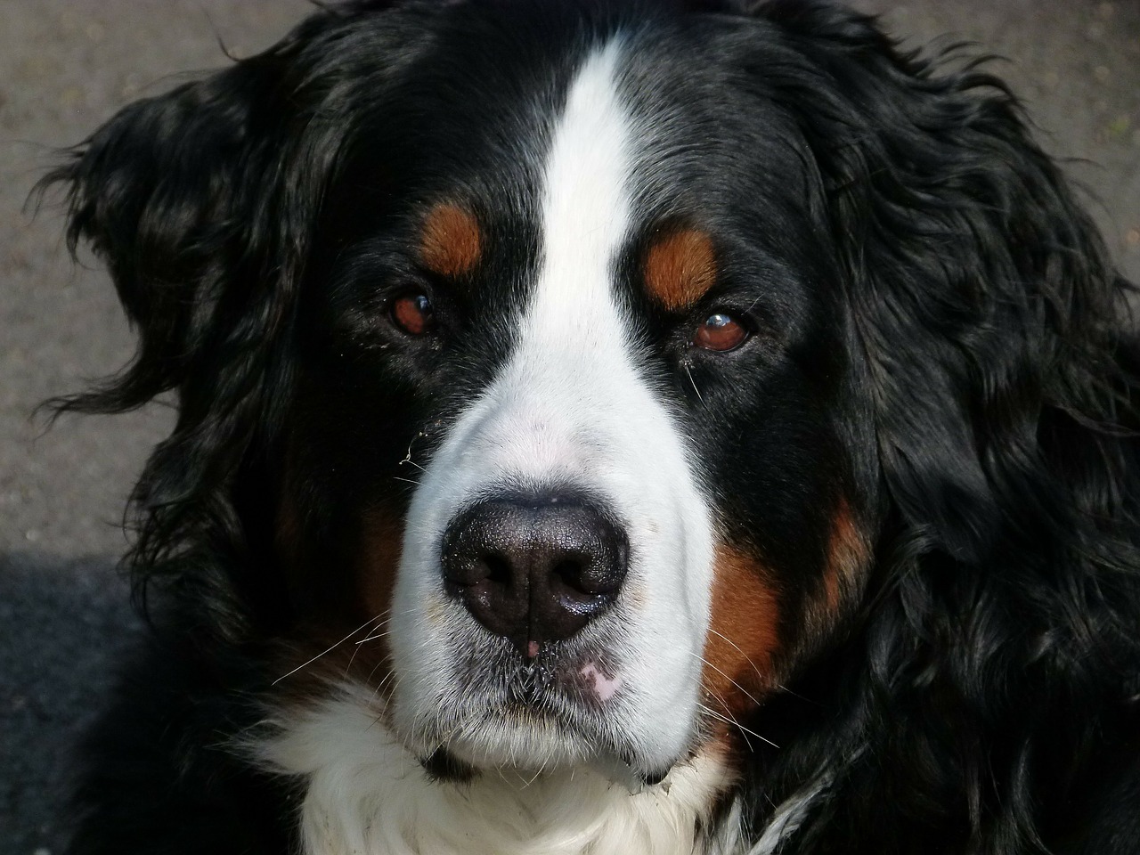 Dogilike.com :: 7 ¾ѹعѢմش֡ Ѻŷ