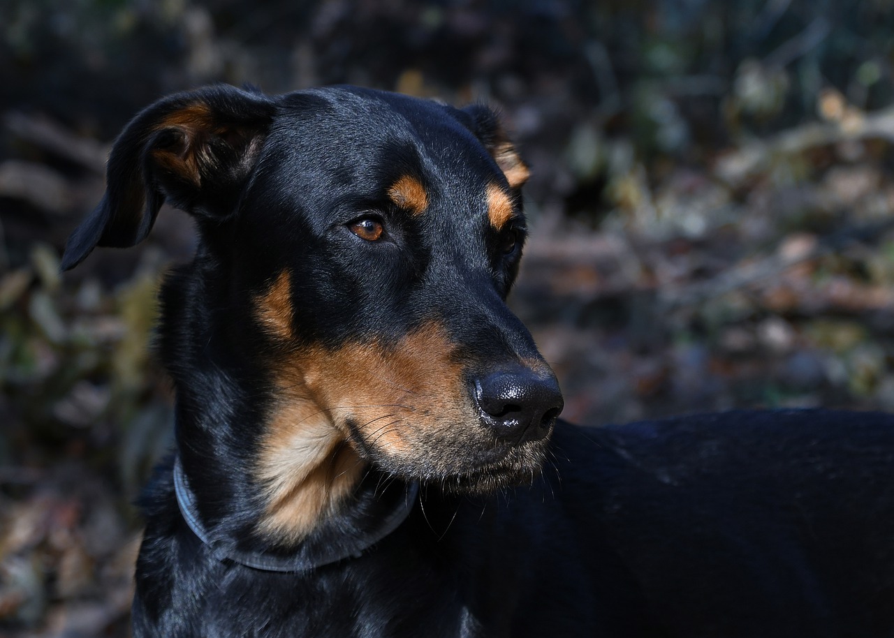 Dogilike.com :: 7 ¾ѹعѢմش֡ Ѻŷ