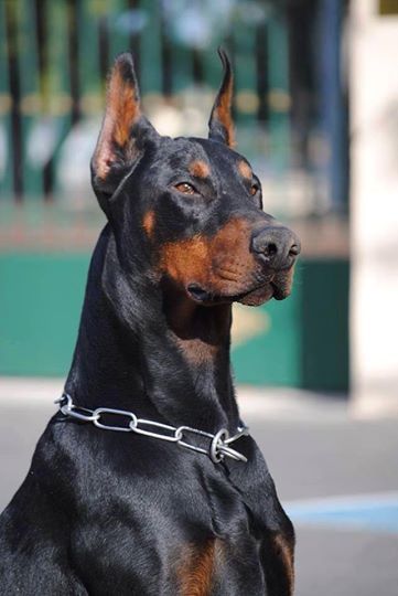 Dogilike.com :: 7 ¾ѹعѢմش֡ Ѻŷ