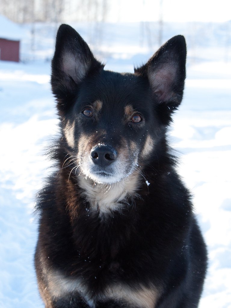 Dogilike.com :: 7 ¾ѹعѢմش֡ Ѻŷ