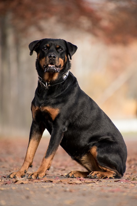 Dogilike.com :: 7 ¾ѹعѢմش֡ Ѻŷ