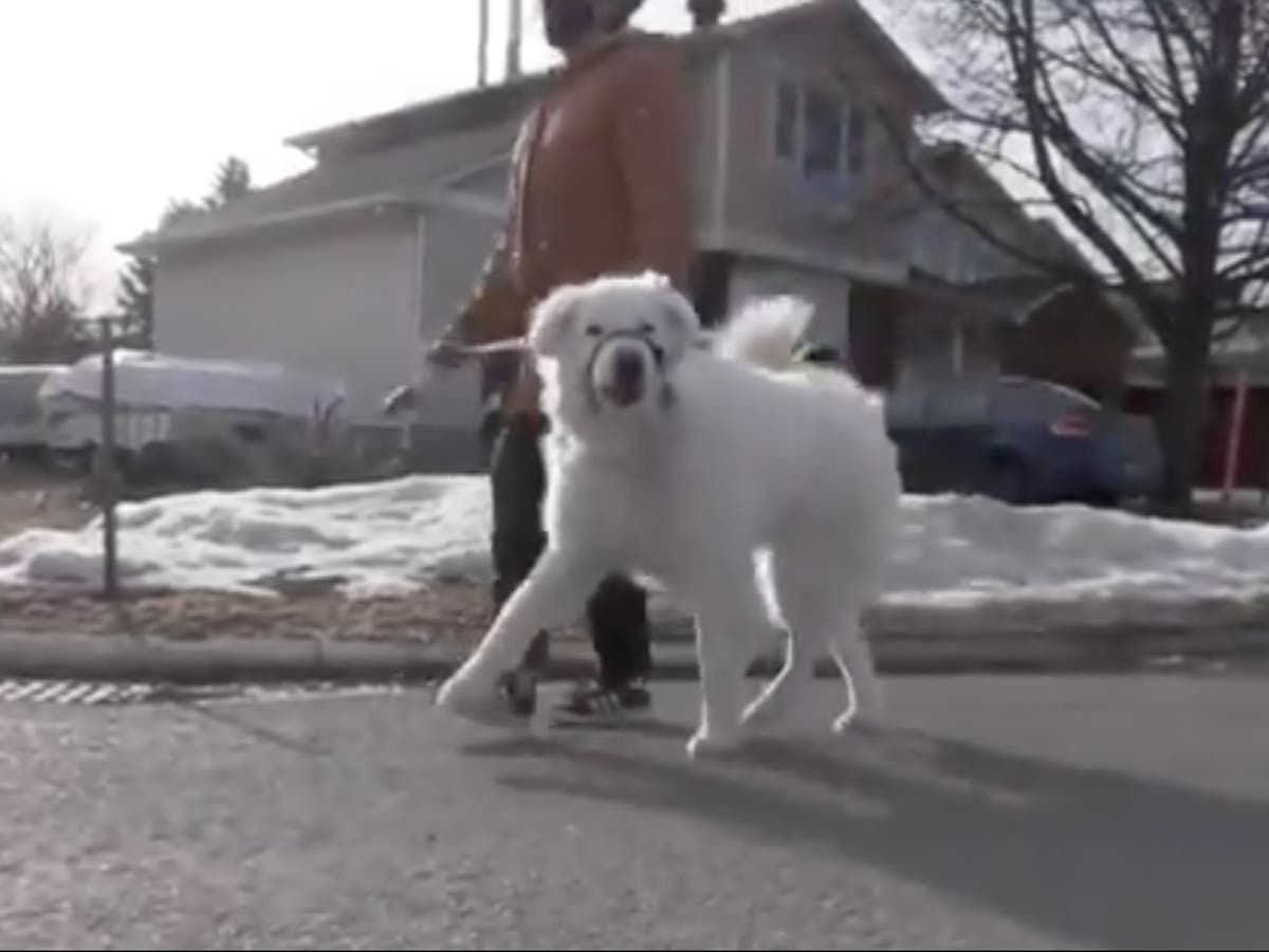 Dogilike.com ::  ҵٺ觢ҧö ҤҢͧԴҡêѡԹ
