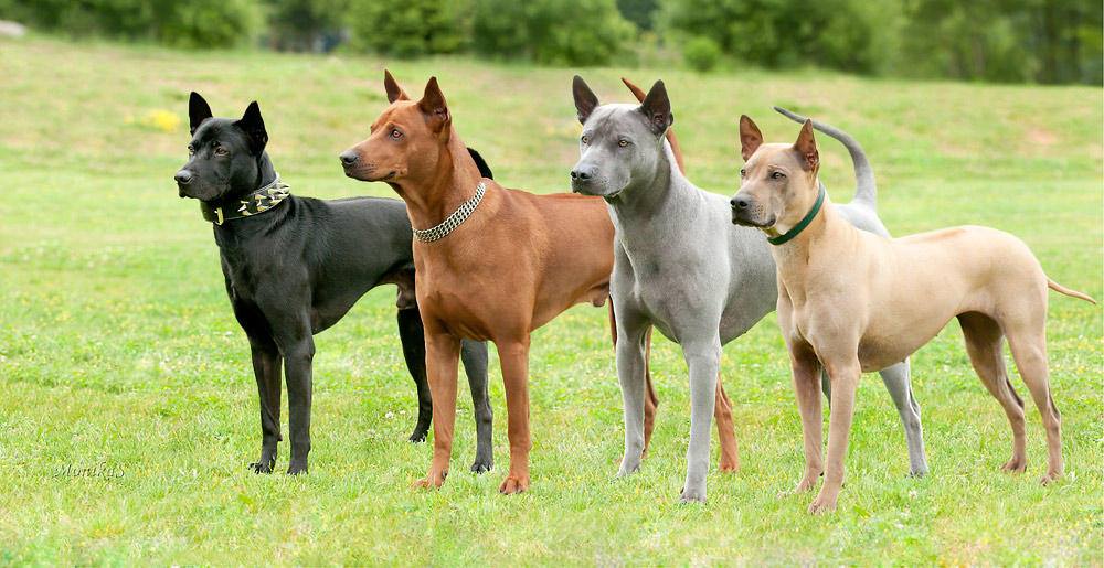 จัดอันดับ 6 สายพันธุ์น้องหมาที่ชาตินี้ขอรักนายแค่คนเดียว | Dogilike.com