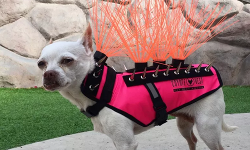 Dogilike.com :: شͧѹ! ѵѭҢͧ