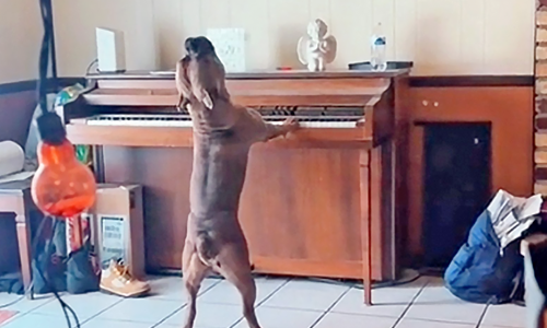 Dogilike.com :: ยอดวิว 2.6 ล้าน! ตูบสุดฮาร้องเพลงพร้อมเล่นเปียโน
