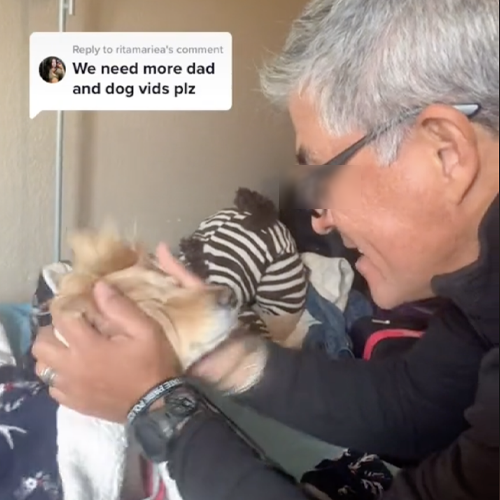 Dogilike.com :: ˹͡§? سͷ¾ٴͺ