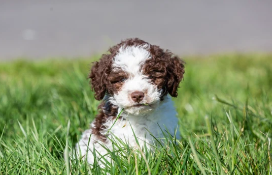 Dogilike.com :: ٺѡش! Թ­ Ť 2 ʹҷ