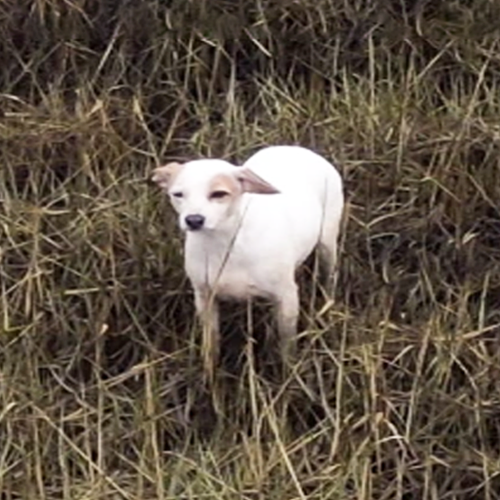 Dogilike.com :: ù͡ ªԵٺԴŹ