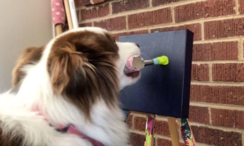 Dogilike.com :: Թ 6 ʹҷ! ٺŻԹҢͧҴҾ