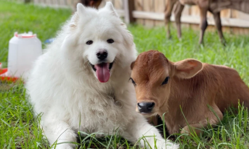 Dogilike.com :: ´ù! ͺ١ԵõʹԷ١Ǣ