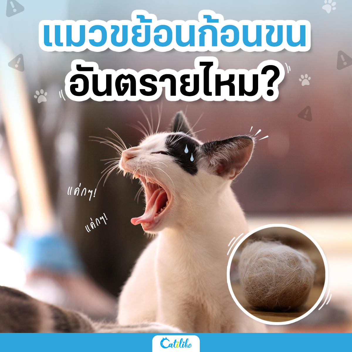 Dogilike.com :: Ǣ͹͹ ѹ?