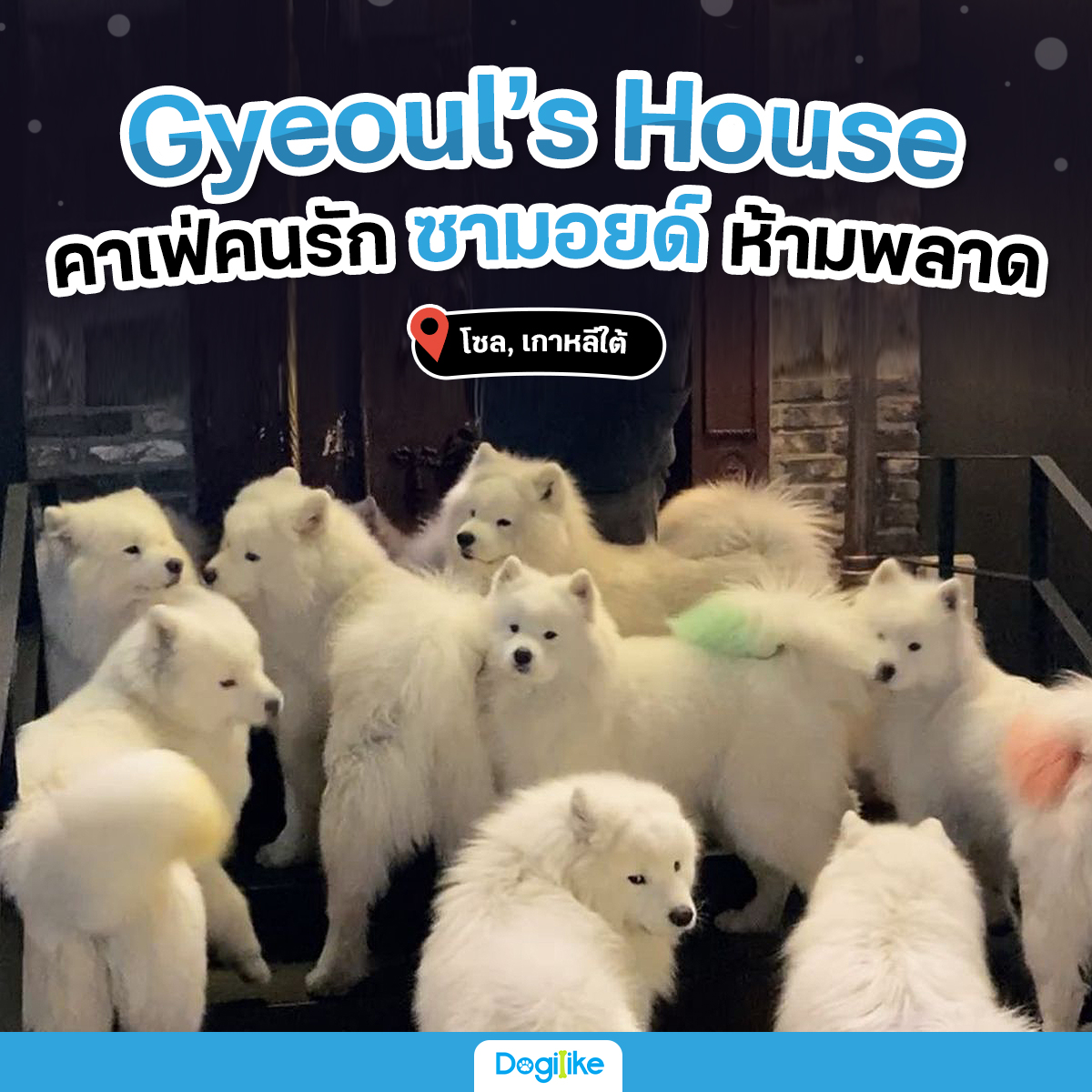 Gyeoul'S House คาเฟ่หมาซามอยด์ย่านฮงแด | Dogilike.Com