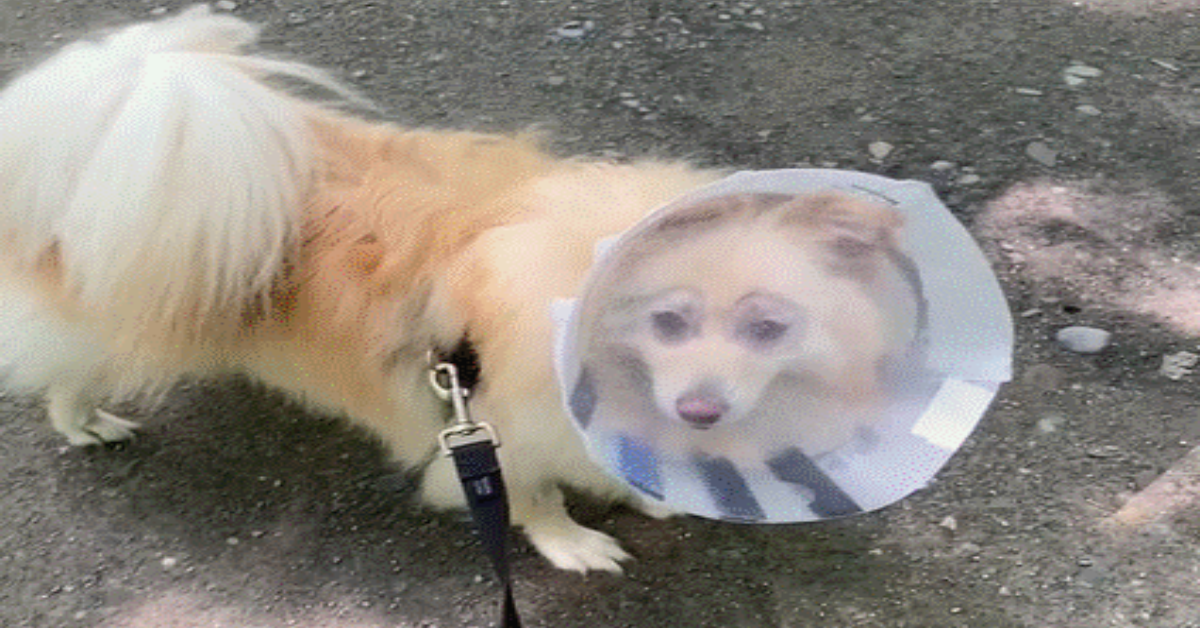 Dogilike.com :: ԻҷջзѺ! ͧͧա ѧҵѴ͡Ш