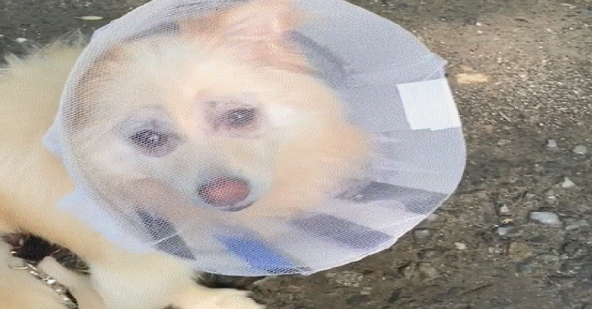Dogilike.com :: ԻҷջзѺ! ͧͧա ѧҵѴ͡Ш
