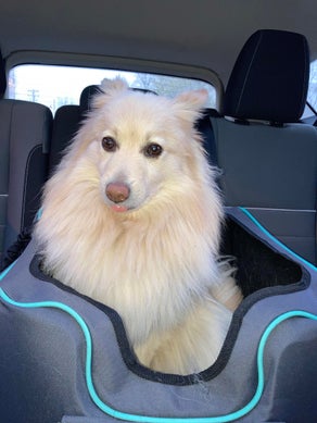 Dogilike.com :: ԻҷջзѺ! ͧͧա ѧҵѴ͡Ш