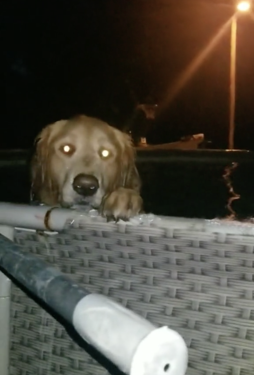 Dogilike.com ::  ʺ! ͺҢͧ ¹ӵ͹ҧ׹