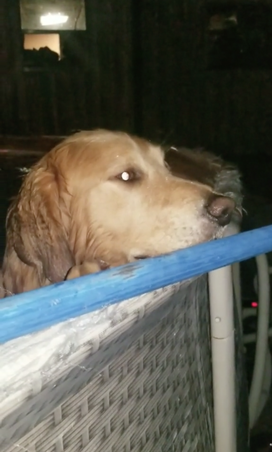 Dogilike.com ::  ʺ! ͺҢͧ ¹ӵ͹ҧ׹