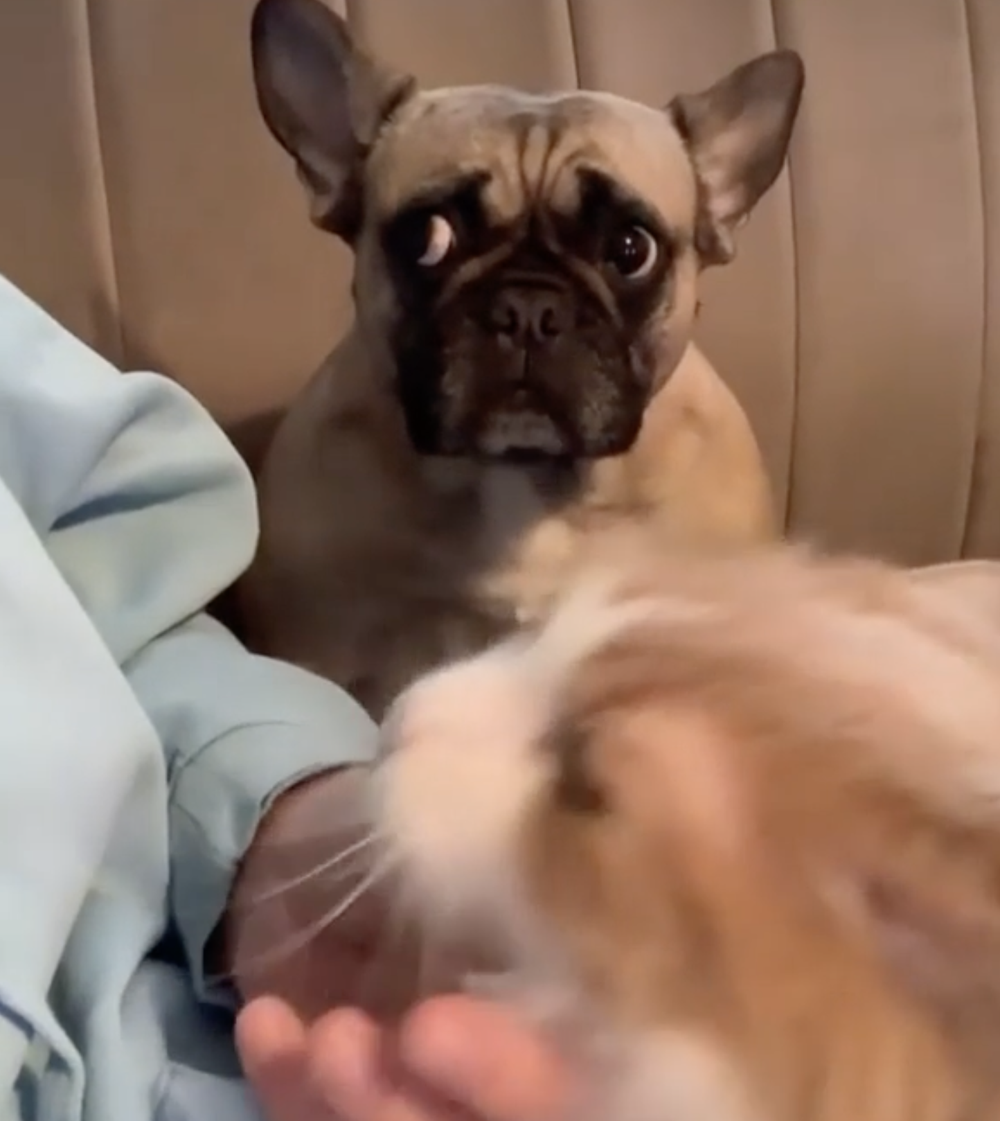 Dogilike.com :: ʹ˹˹! ͤ繴 ͵ٺ١ҢͧԹ