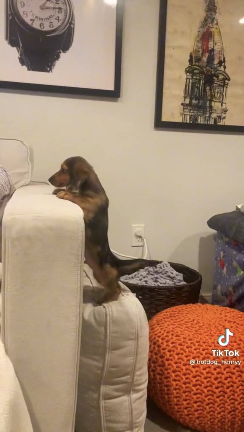 Dogilike.com :: Źѡ!  ͵ٺ⫿Ҵٴԭҳ