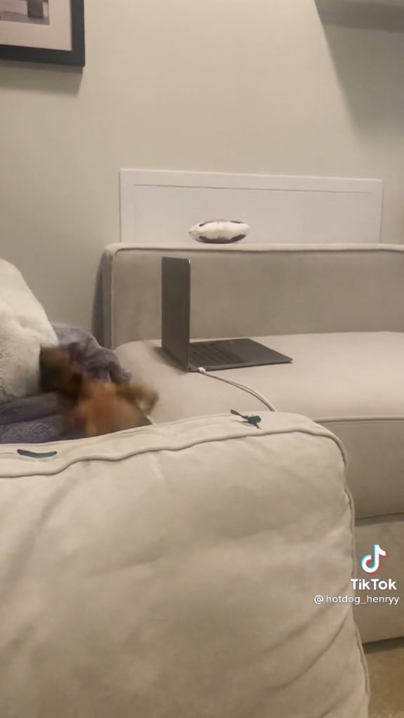 Dogilike.com :: Źѡ!  ͵ٺ⫿Ҵٴԭҳ