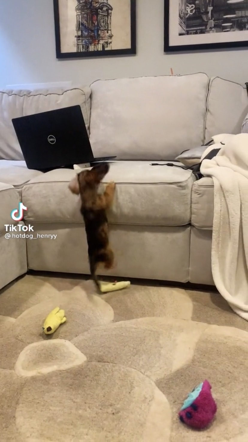 Dogilike.com :: Źѡ!  ͵ٺ⫿Ҵٴԭҳ