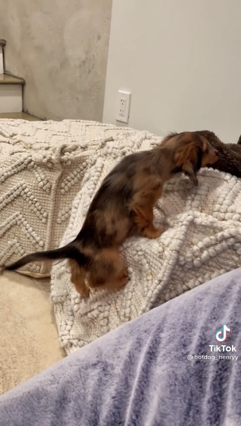 Dogilike.com :: Źѡ!  ͵ٺ⫿Ҵٴԭҳ