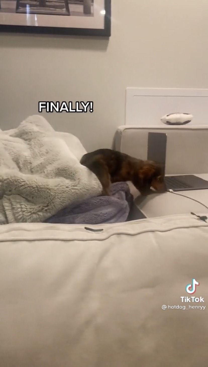 Dogilike.com :: Źѡ!  ͵ٺ⫿Ҵٴԭҳ