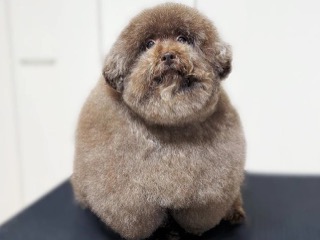 Dogilike.com :: ٺشѡ!  ҷѡشš