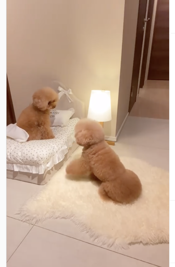 Dogilike.com :: ԻŹѡ! ٺء͹ء蹴¡ѹ