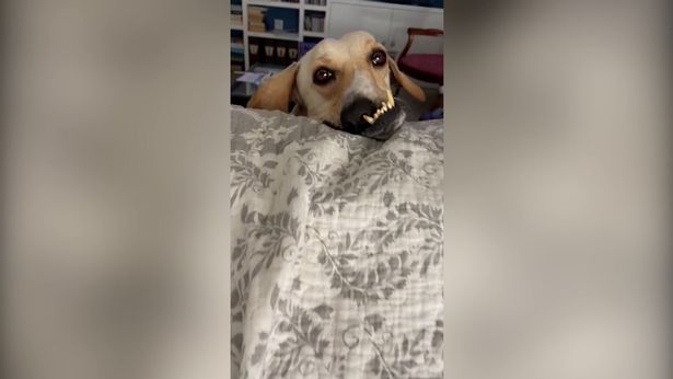 Dogilike.com :: เปลี่ยนชีวิตตูบหน้าเบี้ยว! จากหมาจรกลายเป็นฮีโร่ให้เด็กๆ