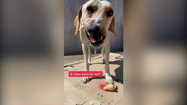 Dogilike.com :: เปลี่ยนชีวิตตูบหน้าเบี้ยว! จากหมาจรกลายเป็นฮีโร่ให้เด็กๆ