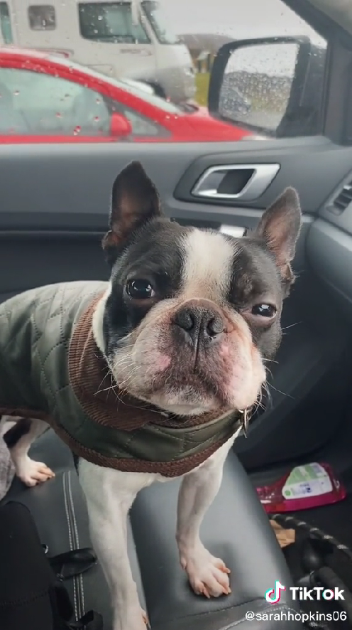 Dogilike.com :: ٺش! ͹Թ蹵͹ شẺ