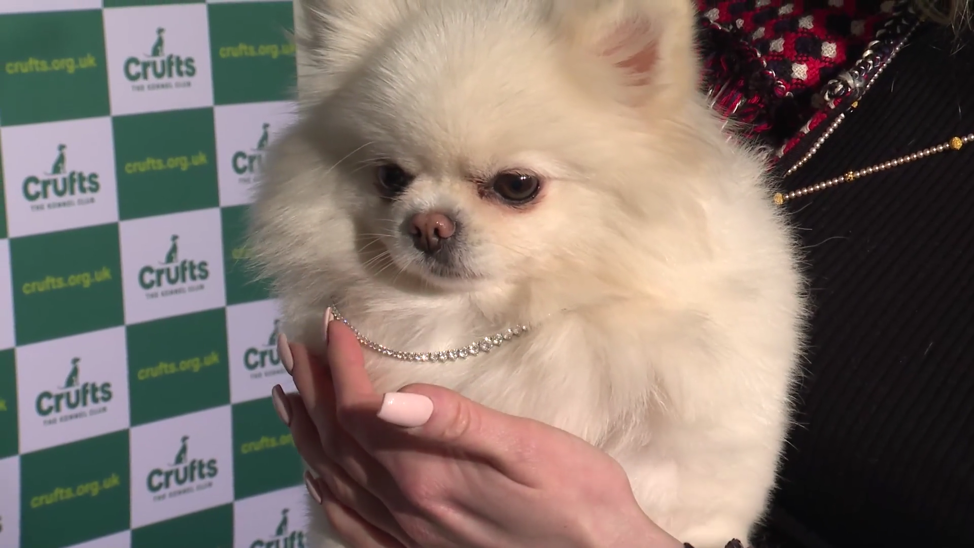 Dogilike.com :: ҷš! Ңͧ觷ྪ 21 ҹҷٺ
