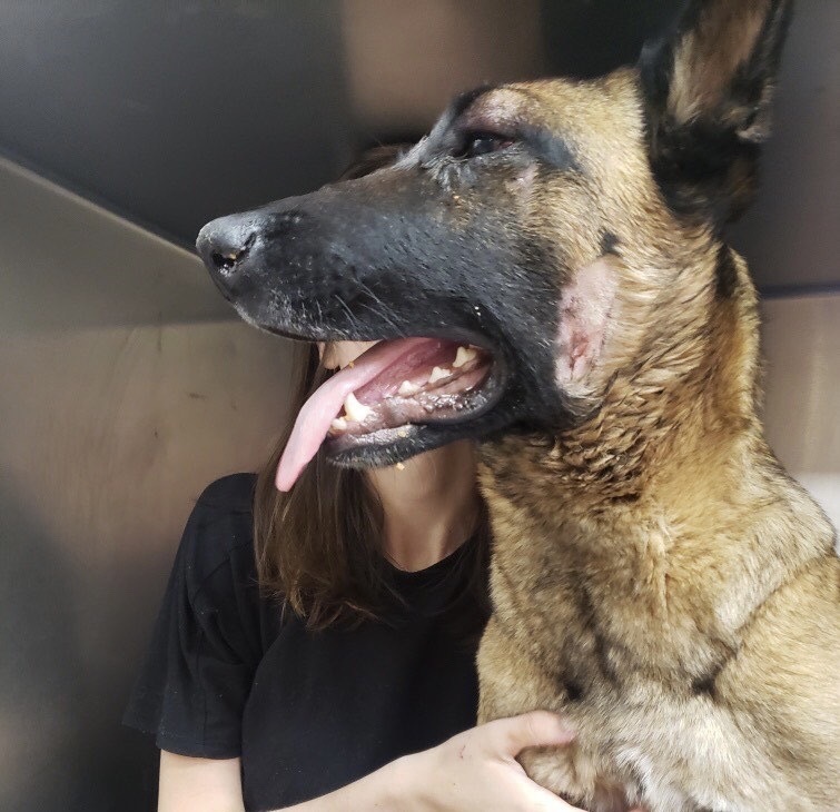 Dogilike.com :: ͧ! Ҵ ѧͧҢͧҡԧ