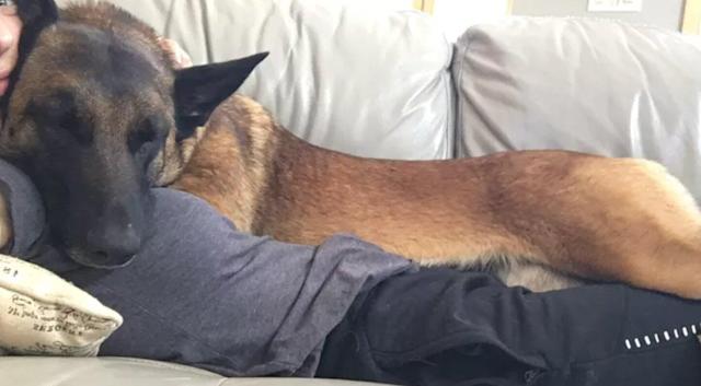 Dogilike.com :: ͧ! Ҵ ѧͧҢͧҡԧ