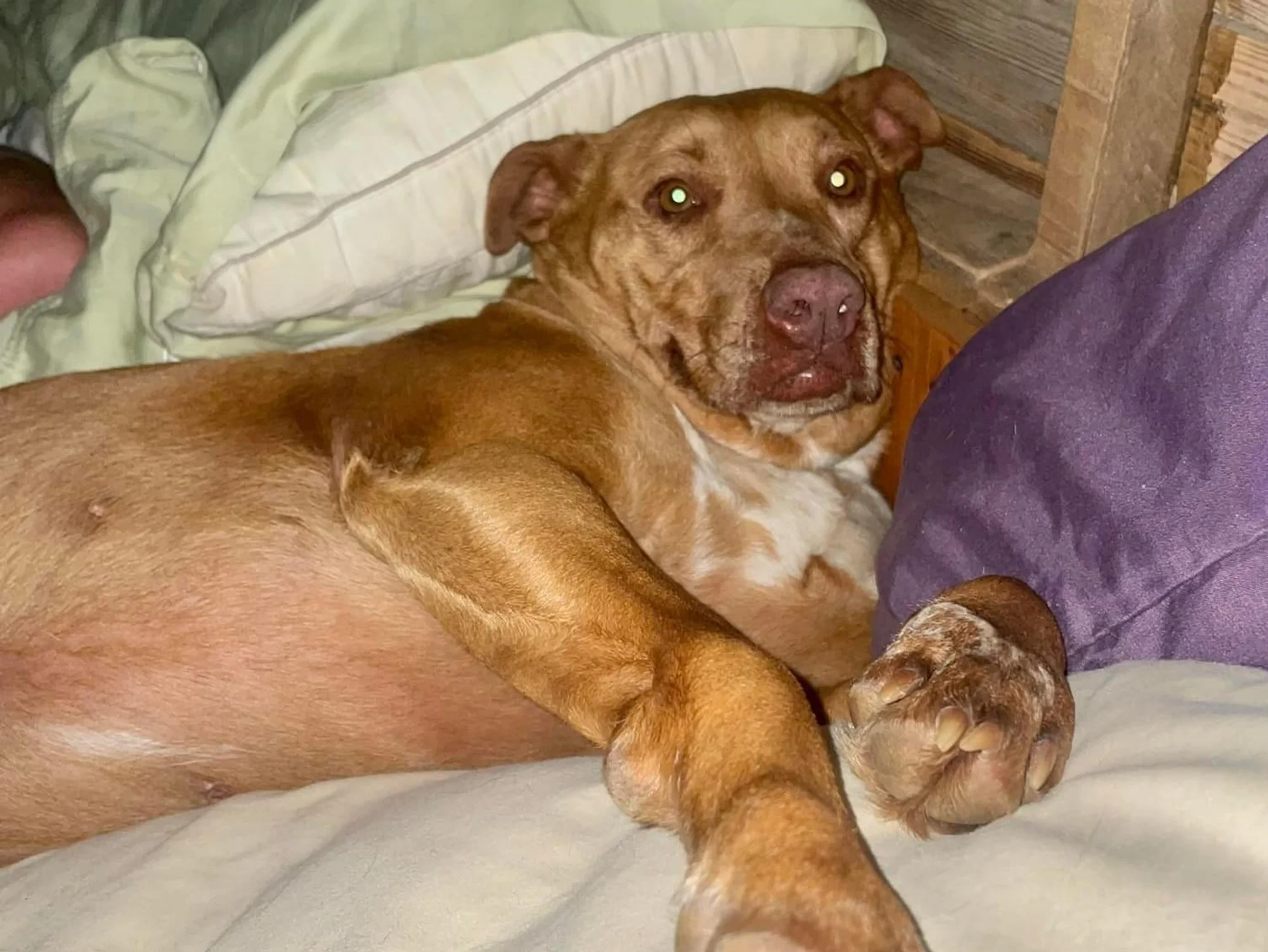 Dogilike.com :: ش! ͹¡ѹ駤׹ ٺͧͧ