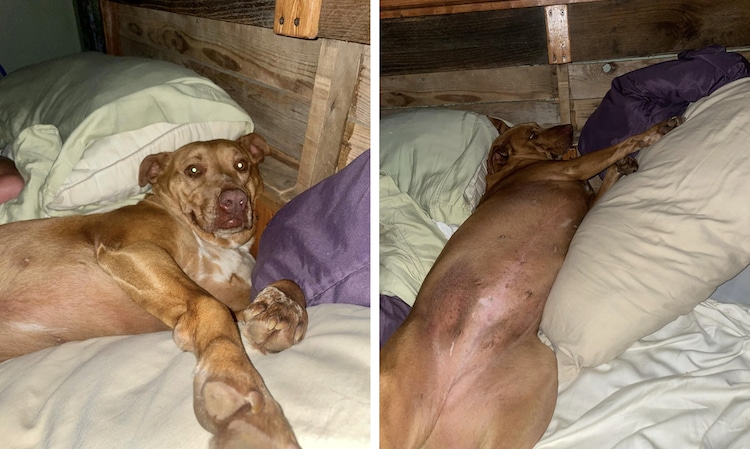 Dogilike.com :: ش! ͹¡ѹ駤׹ ٺͧͧ