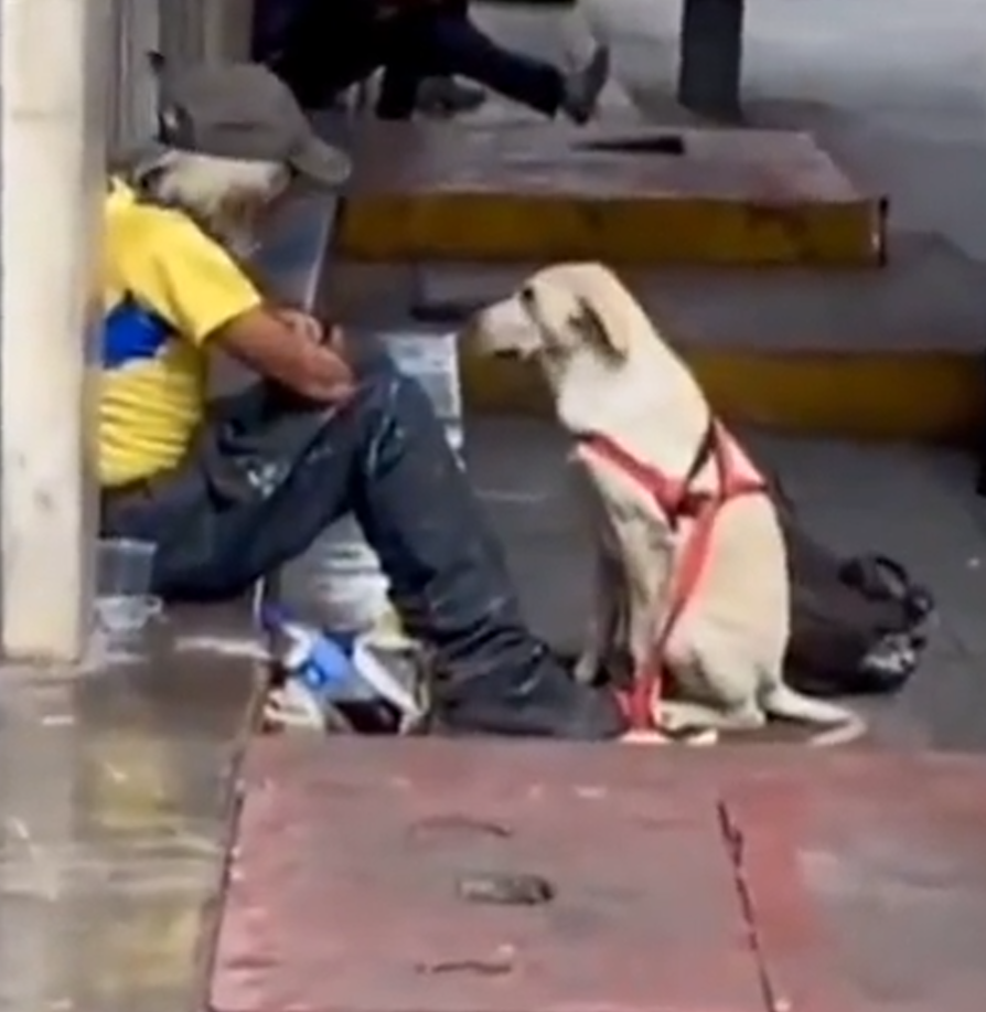 Dogilike.com :: ҧѹ Ҩáʹͺҹ