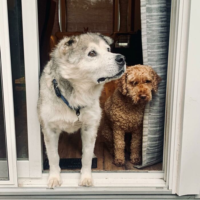 Dogilike.com :: ªԵ! ʡ١ⴹҨ