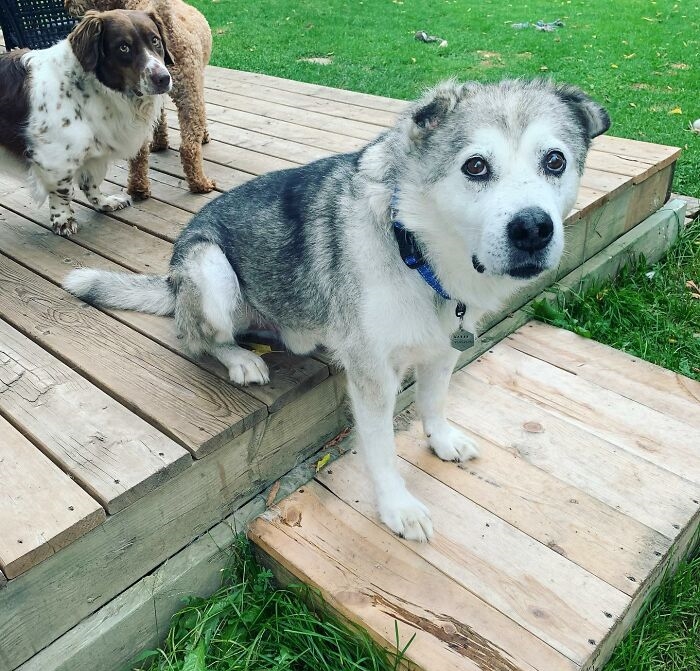 Dogilike.com :: ªԵ! ʡ١ⴹҨ