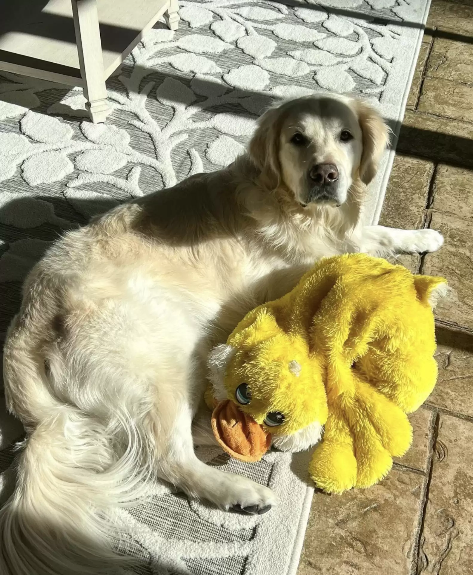 Dogilike.com :: ٺⴹ! Ңͧŧҧ繵꡵ҵô