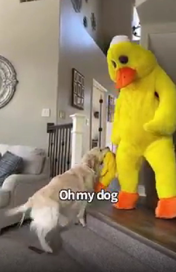 Dogilike.com :: ٺⴹ! Ңͧŧҧ繵꡵ҵô